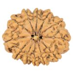 12 Mukhi Rudraksha 28mm 4.74gm - Rudraksha