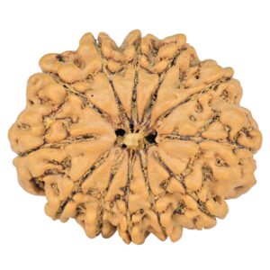 12 Mukhi Rudraksha 28mm 4.74gm - Rudraksha