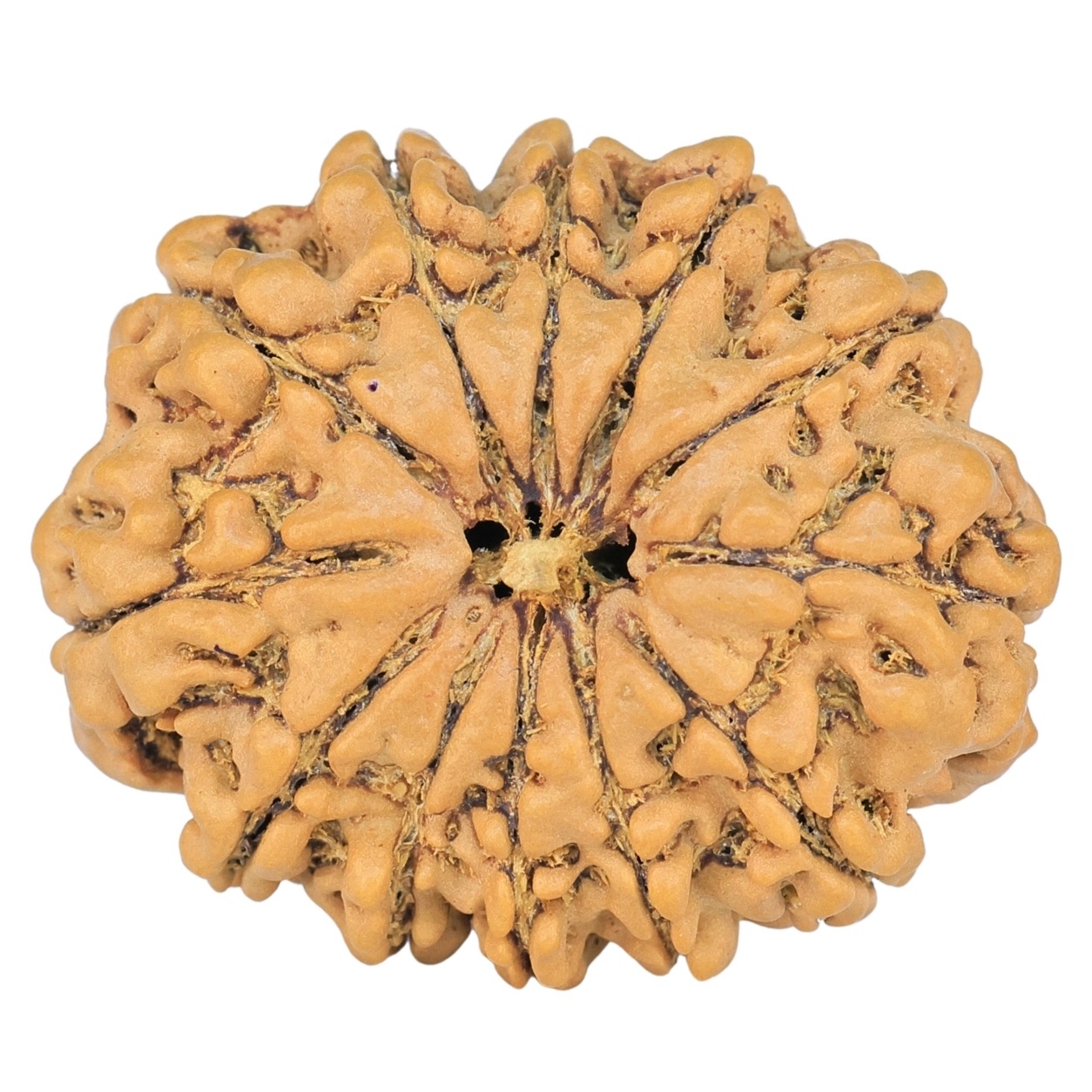12 Mukhi Rudraksha 28mm 4.74gm - Rudraksha