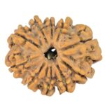 10 Mukhi Rudraksha 24.1mm 3.36gm - Rudraksha