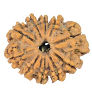 10 Mukhi Rudraksha 24.1mm 3.36gm