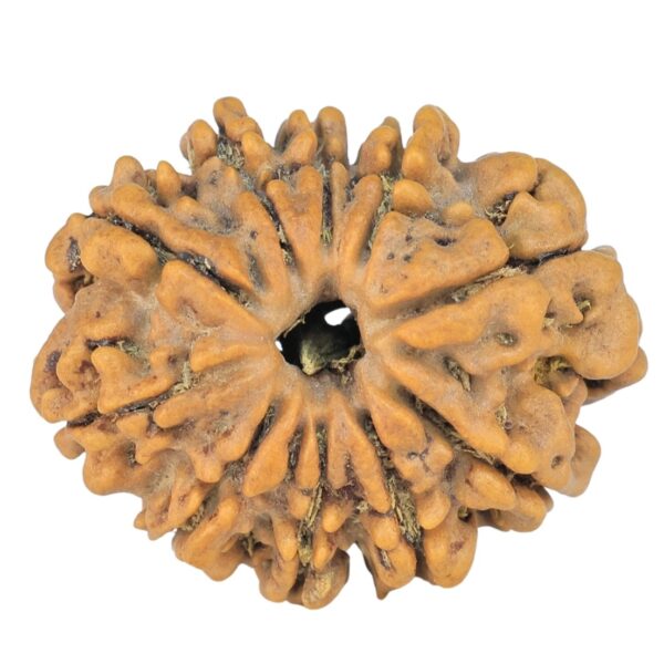 10 Mukhi Rudraksha 24.1mm 3.36gm - Rudraksha