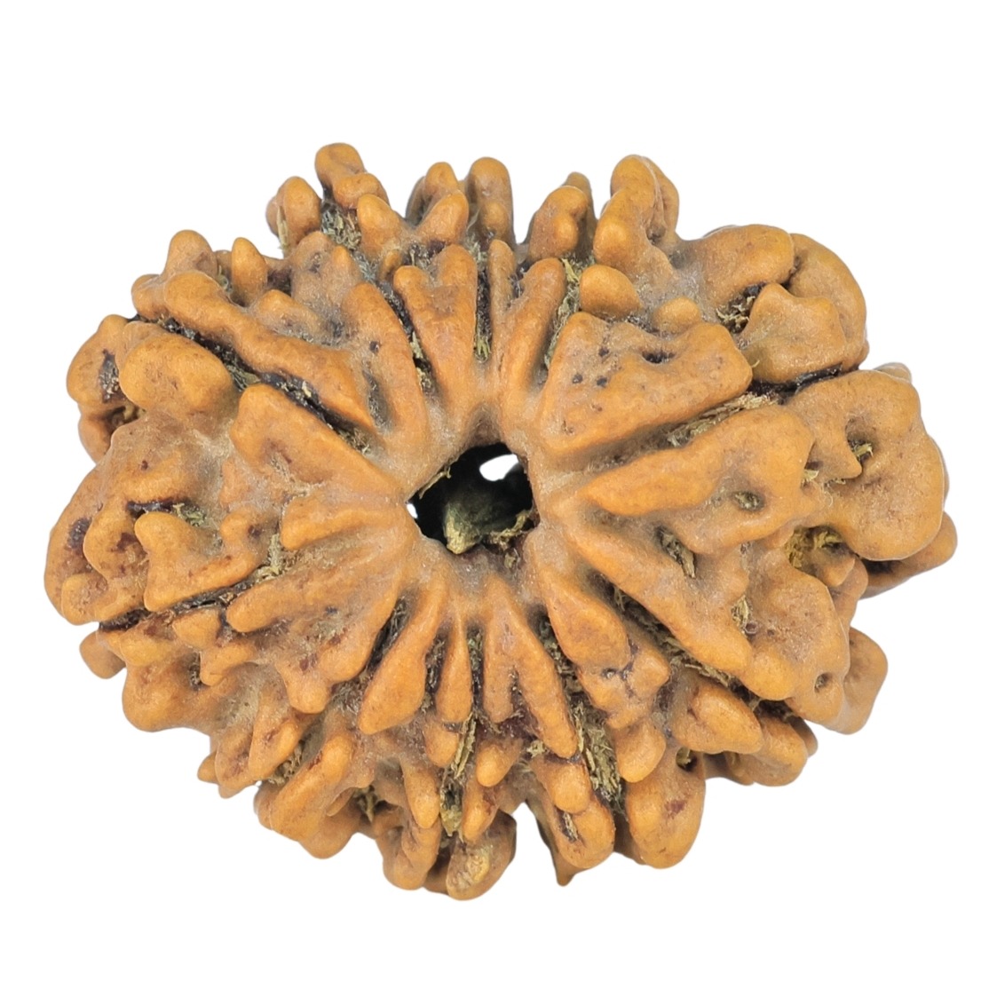 10 Mukhi Rudraksha 24.1mm 3.36gm - Rudraksha