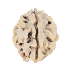 1 Mukhi Rudraksha 16.7mm 1.32gm - Rudraksha