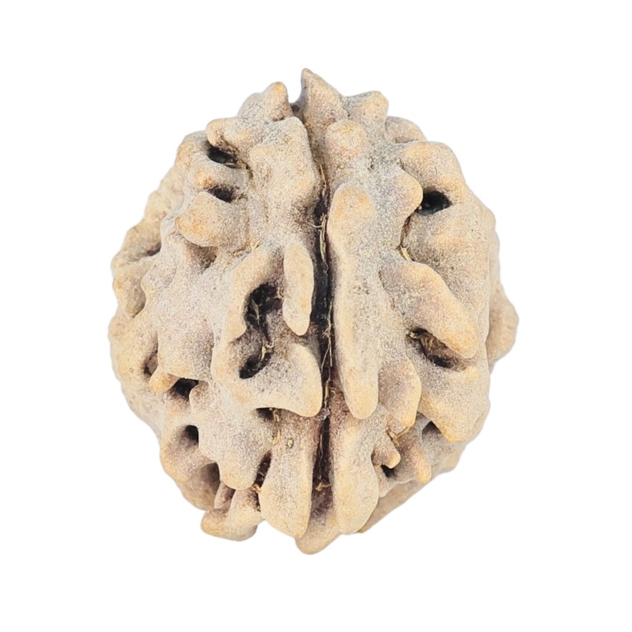 1 Mukhi Rudraksha 16.7mm 1.32gm - Rudraksha
