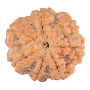 7 Mukhi Rudraksha 28.5mm 7.74gm - Rudraksha