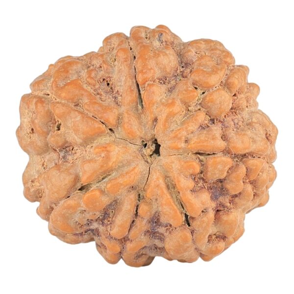 7 Mukhi Rudraksha 28.5mm 7.74gm - Rudraksha