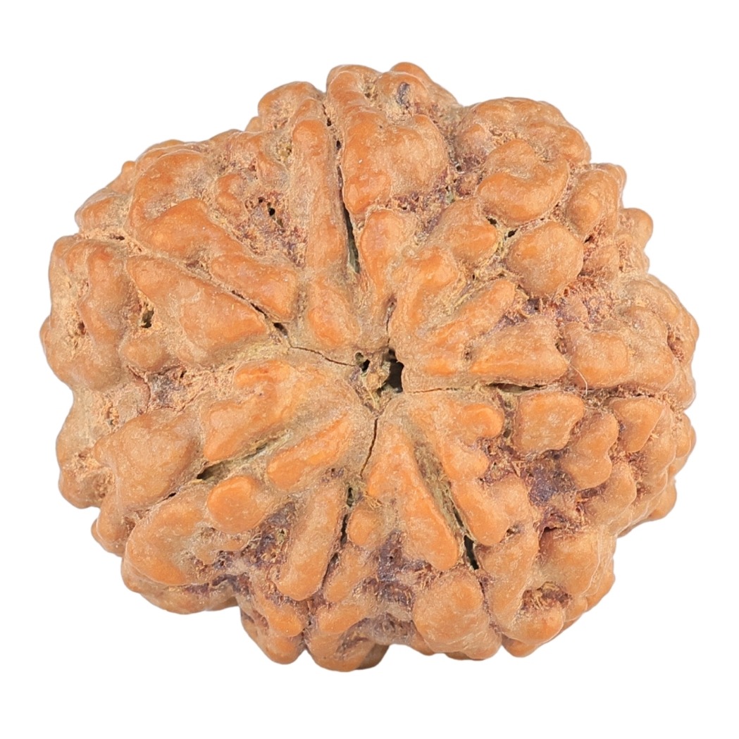 7 Mukhi Rudraksha 28.5mm 7.74gm - Rudraksha