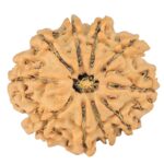10 Mukhi Rudraksha 24.1mm 3.32gm - Rudraksha