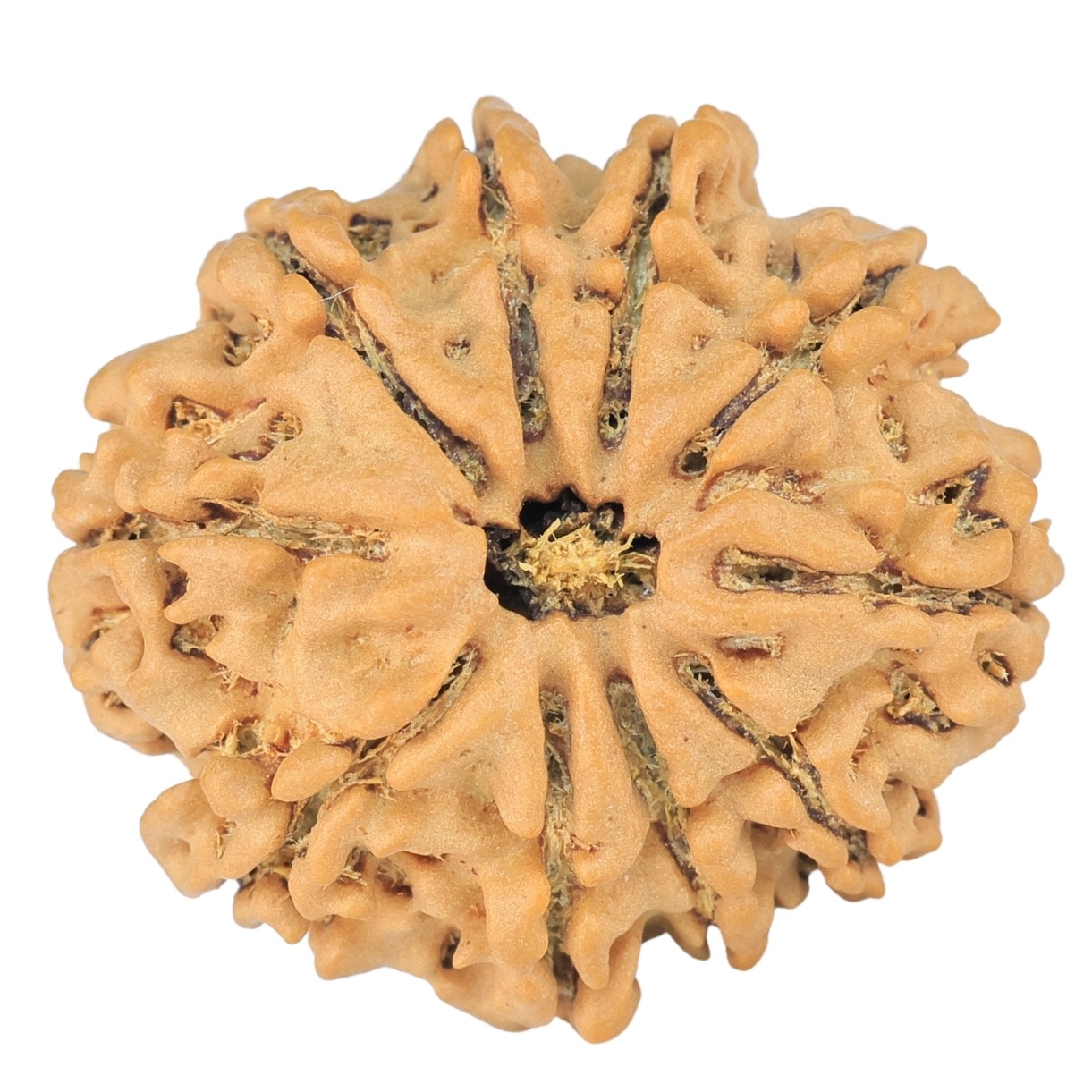 10 Mukhi Rudraksha 24.1mm 3.32gm - Rudraksha