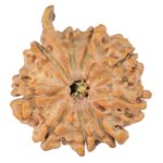 9 Mukhi Ganesh 29.2mm 5.16gm - Rudraksha