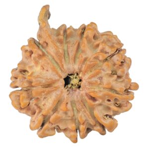 9 Mukhi Ganesh 29.2mm 5.16gm - Rudraksha