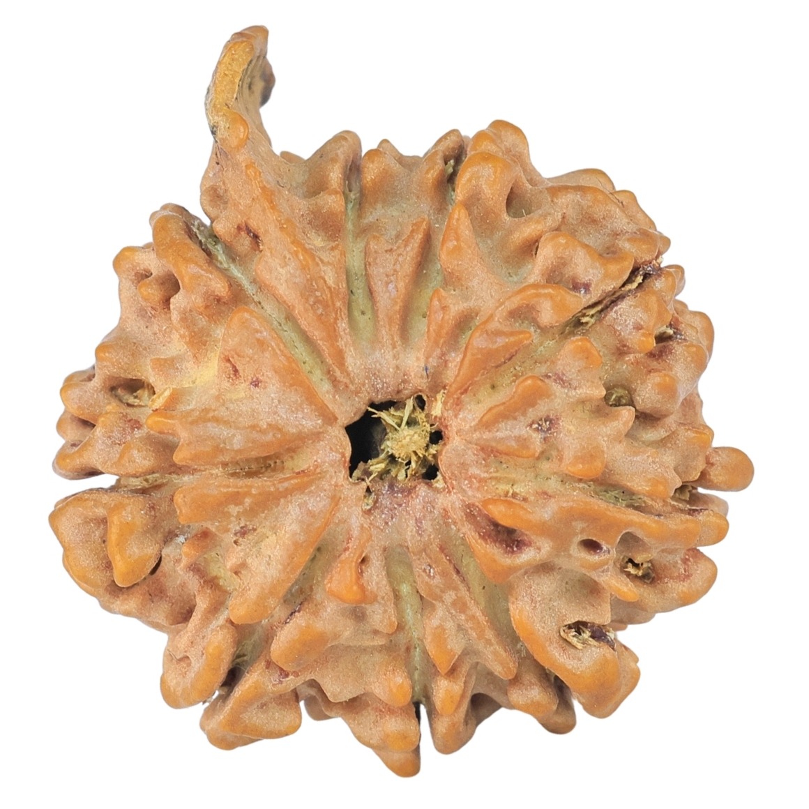 9 Mukhi Ganesh 29.2mm 5.16gm - Rudraksha