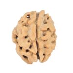 1 Mukhi Rudraksha 16.9mm 1.41gm - Rudraksha