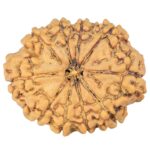 10 Mukhi Rudraksha 24.6mm 3.28gm - Rudraksha