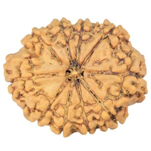 10 Mukhi Rudraksha 24.6mm 3.28gm - Rudraksha