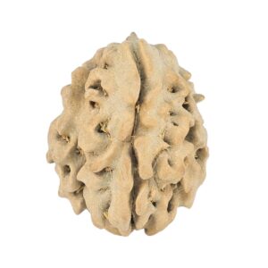 1 Mukhi Rudraksha 17.4mm 1.24gm - Rudraksha