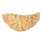 1 Mukhi Rudraksha 50.5mm 6.34gm - Rudraksha