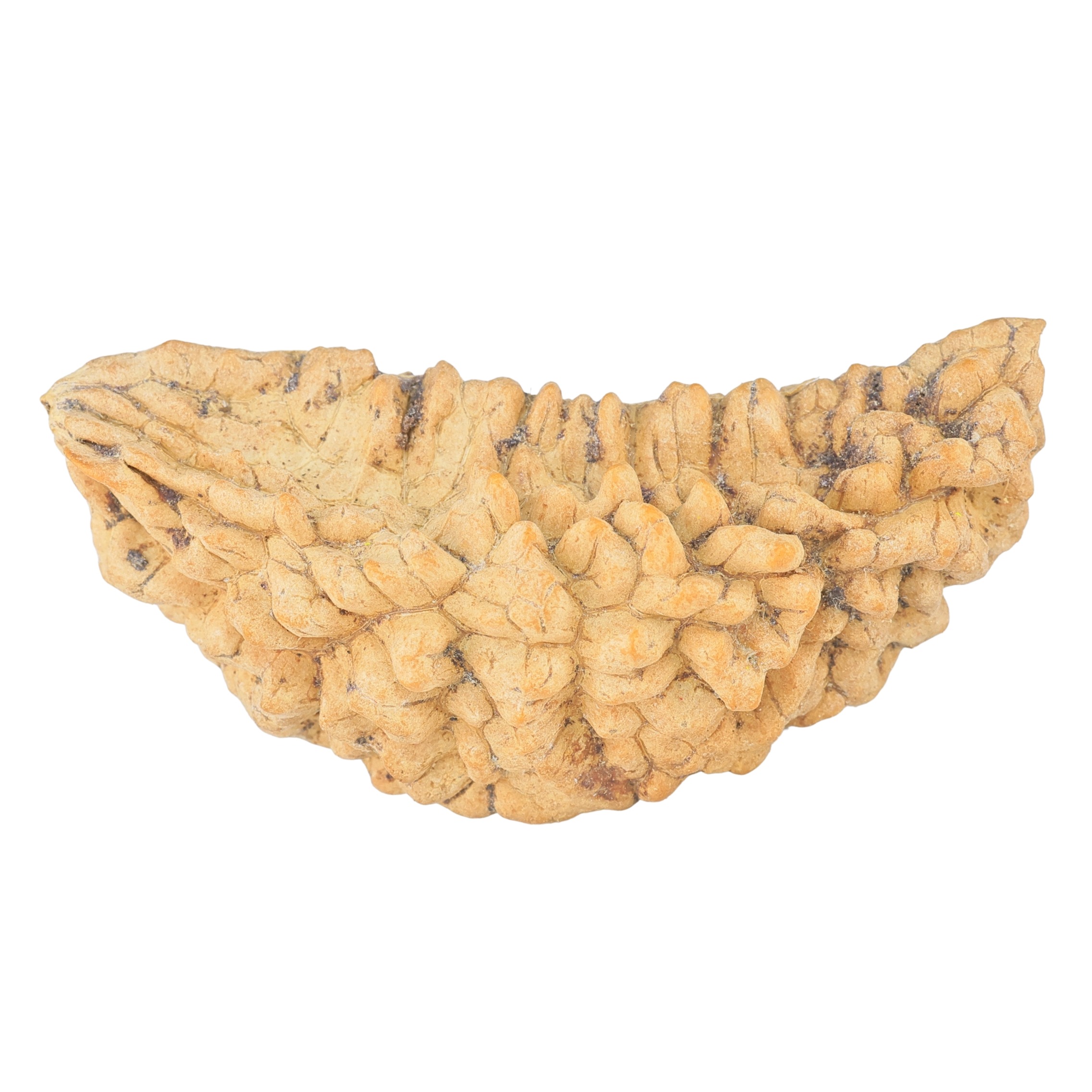 1 Mukhi Rudraksha 50.5mm 6.34gm - Rudraksha