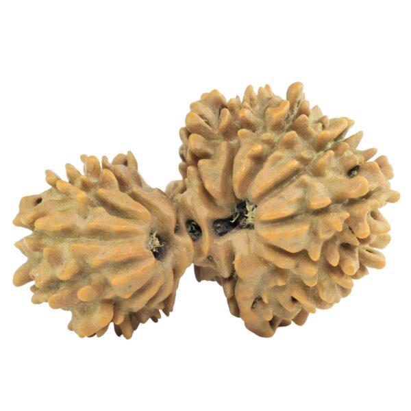 16 MK Gaurishankar 26.2mm 2.42gm - Rudraksha