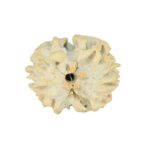 2 Mukhi Rudraksha 22.2mm 2.5gm - Rudraksha