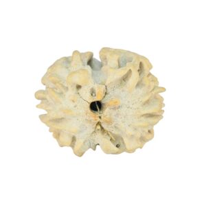2 Mukhi Rudraksha 22.2mm 2.5gm - Rudraksha