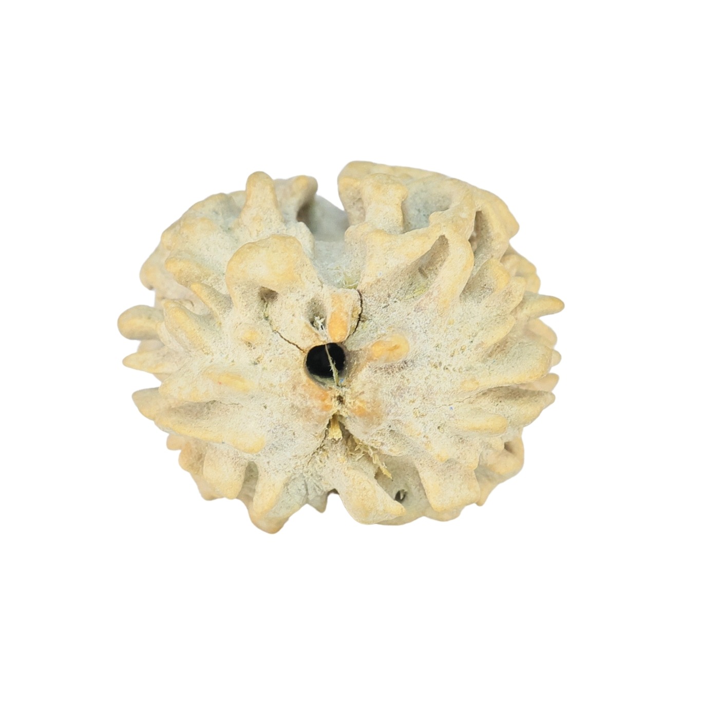 2 Mukhi Rudraksha 22.2mm 2.5gm - Rudraksha