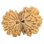 16 MK Gaurishankar 35.2mm 7.19gm - Rudraksha