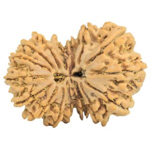 16 MK Gaurishankar 35.2mm 7.19gm - Rudraksha
