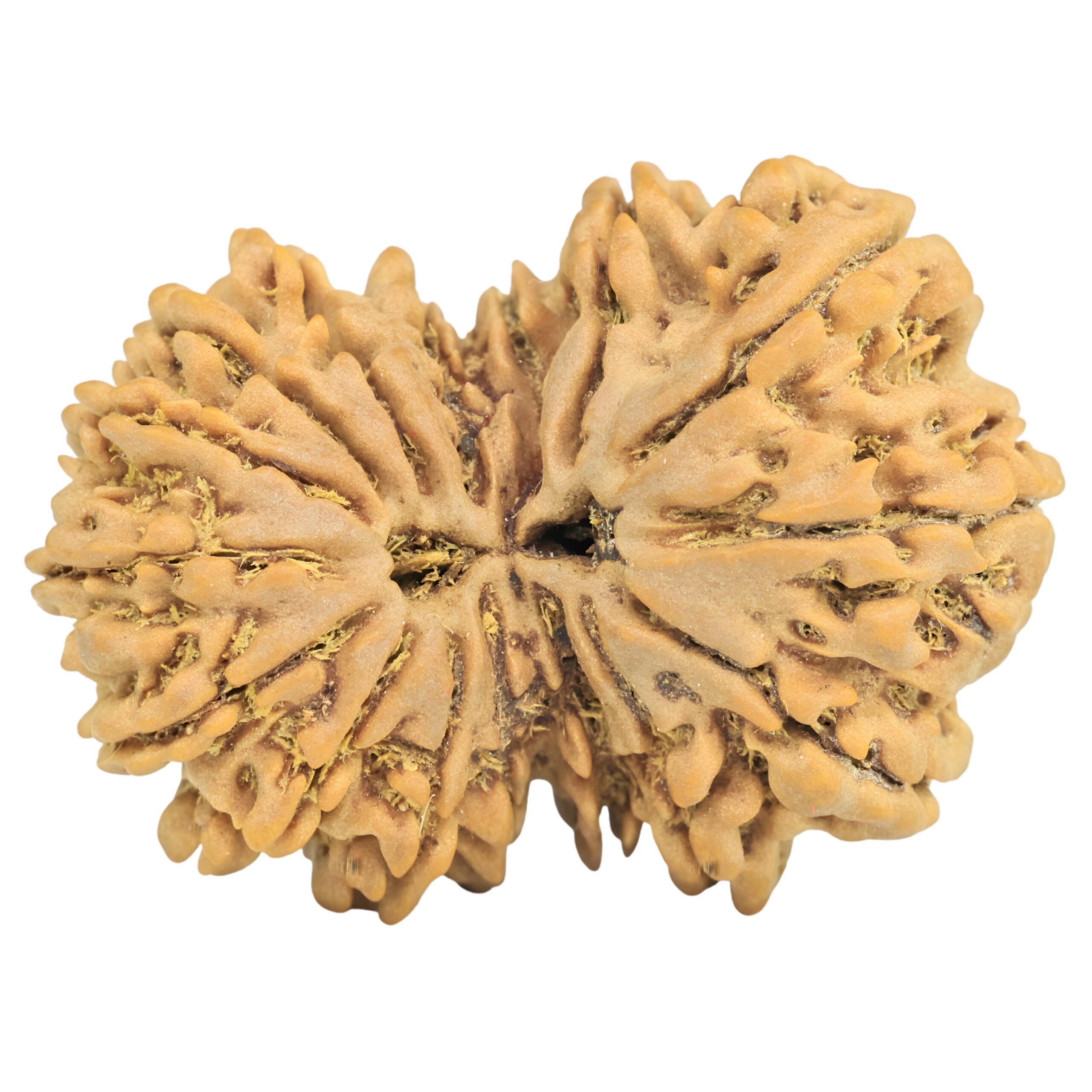 16 MK Gaurishankar 35.2mm 7.19gm - Rudraksha