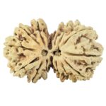 15 MK Gaurishankar 34mm 2.88gm - Rudraksha