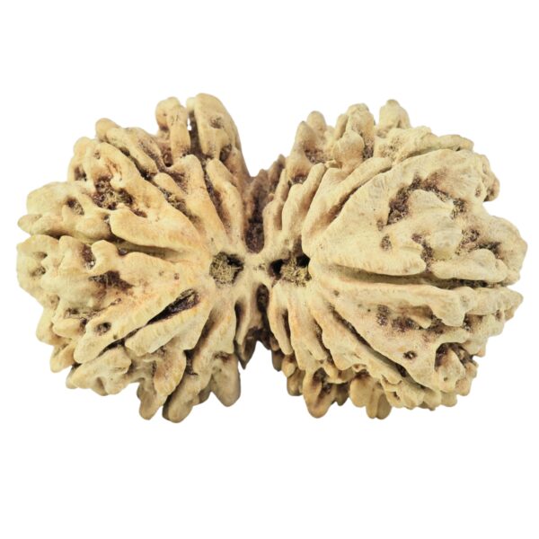 15 MK Gaurishankar 34mm 2.88gm - Rudraksha
