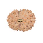 14 Mukhi Rudraksha 19.7mm 2gm - Rudraksha