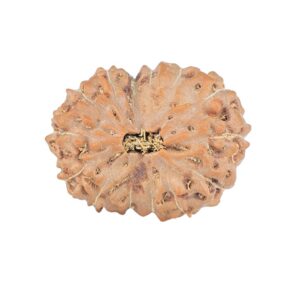 14 Mukhi Rudraksha 19.7mm 2gm - Rudraksha