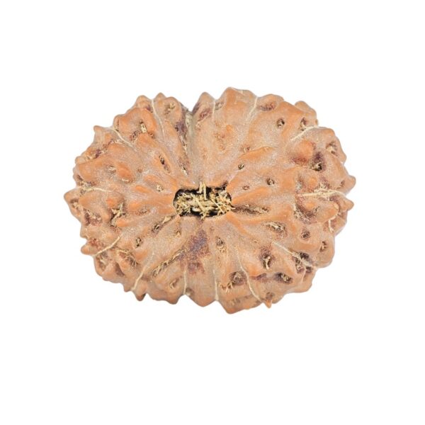 14 Mukhi Rudraksha 19.7mm 2gm - Rudraksha