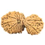 17 MK Gaurishankar 39.1mm 6.48gm - Rudraksha