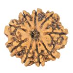 9 Mukhi Rudraksha 22.7mm 3.09gm - Rudraksha