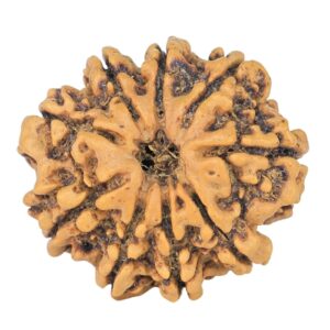 9 Mukhi Rudraksha 22.7mm 3.09gm