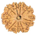 9 Mukhi Rudraksha 22.1mm 2.59gm - Rudraksha