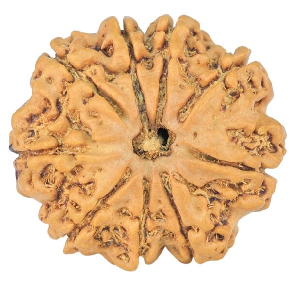 9 Mukhi Rudraksha 22.1mm 2.59gm - Rudraksha