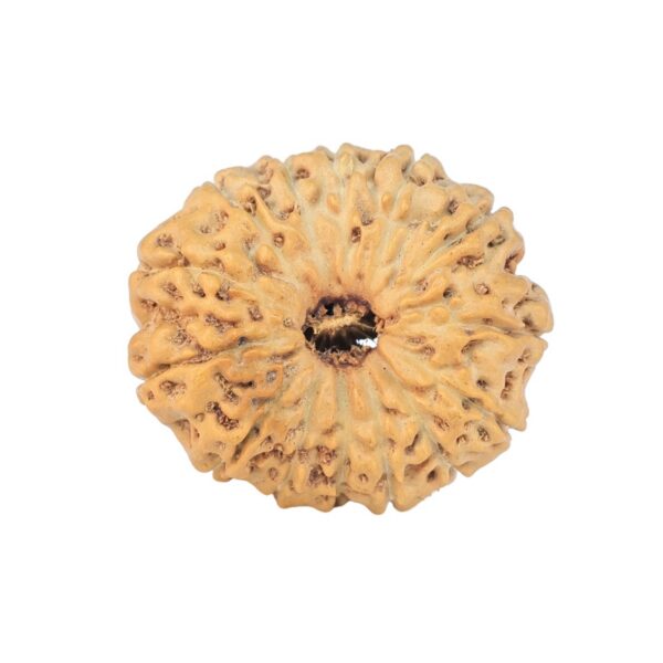 14 Mukhi Rudraksha 19.9mm 2gm - Rudraksha