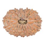 15 Mukhi Rudraksha 24.5mm 3.3gm - Rudraksha
