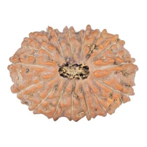 15 Mukhi Rudraksha 24.5mm 3.3gm - Rudraksha