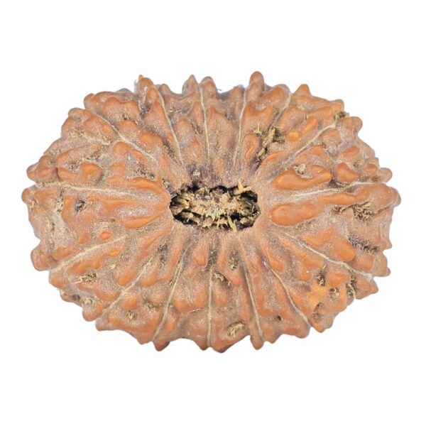 15 Mukhi Rudraksha 24.5mm 3.3gm - Rudraksha