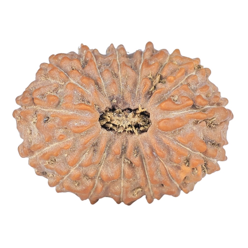 15 Mukhi Rudraksha 24.5mm 3.3gm - Rudraksha