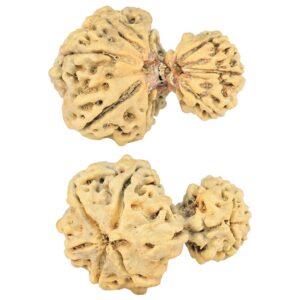 8 MK Garbhgauri & Ganesh 29.1mm 2.78gm - Rudraksha