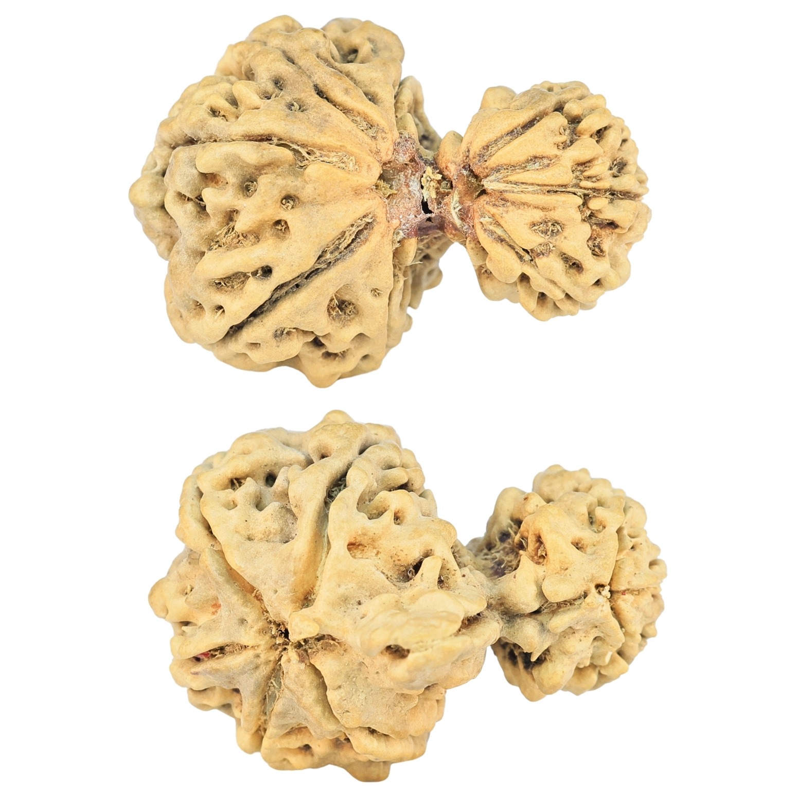 8 MK Garbhgauri & Ganesh 29.1mm 2.78gm - Rudraksha