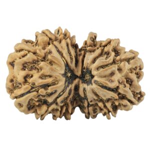 14 Mk Gaurishankar 30.8mm 4.74gm - Rudraksha