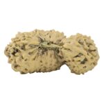 21 MK Gaurishankar 26.2mm 2gm - Rudraksha