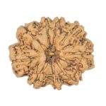9 Mukhi Rudraksha 23mm 2.81gm - Rudraksha